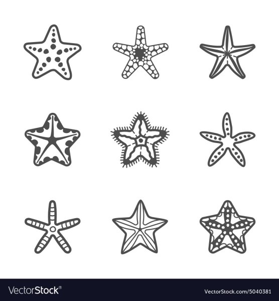 Морская звезда шаблон