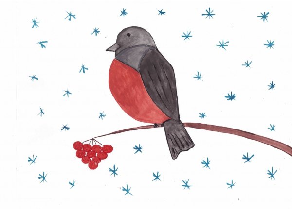 Снегирь рисунок