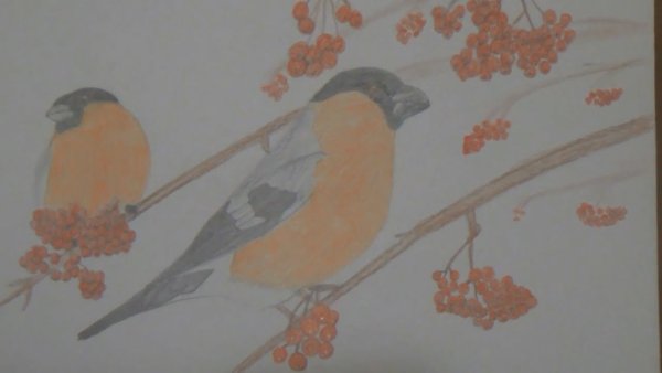 Рисуем снегиря карандашом реалистично