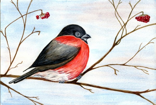Снегирь рисунок