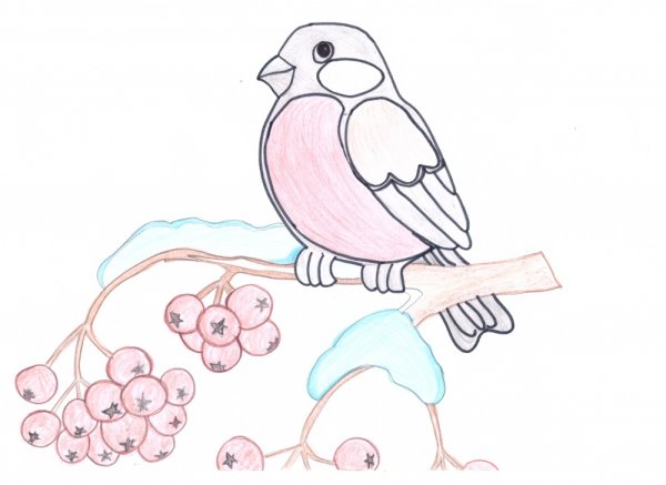 Снегирь для срисовки