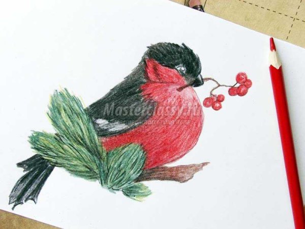 Снегирь рисунок для детей