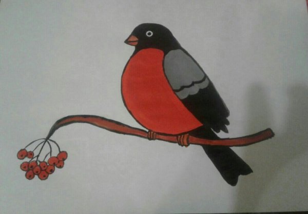 Рисование Снегирь на ветке