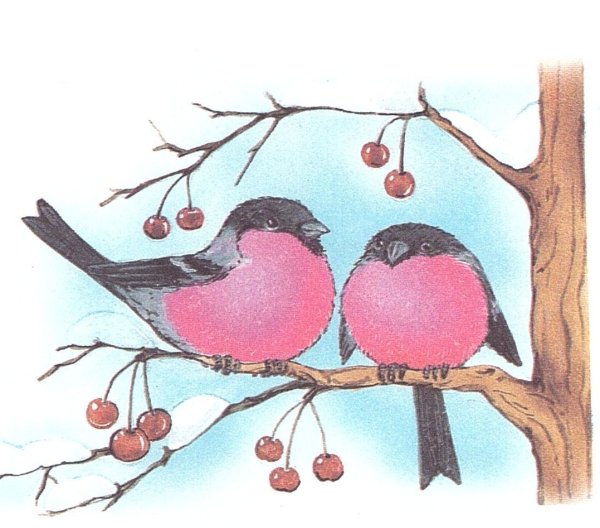 Рисование Снегирь на ветке