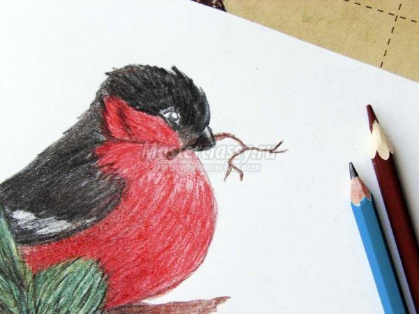 Снегирь рисунок карандашом