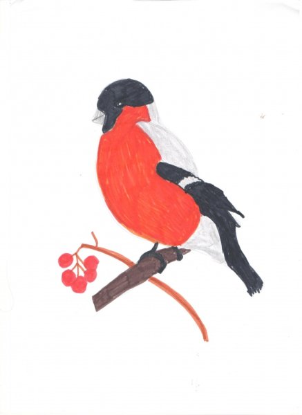 Рисование снегиря