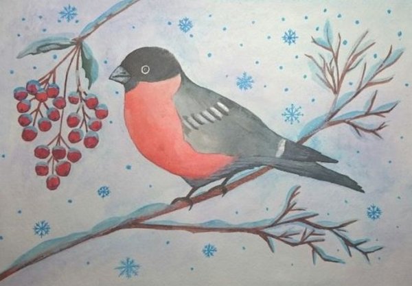 Снегирь рисунок карандашом