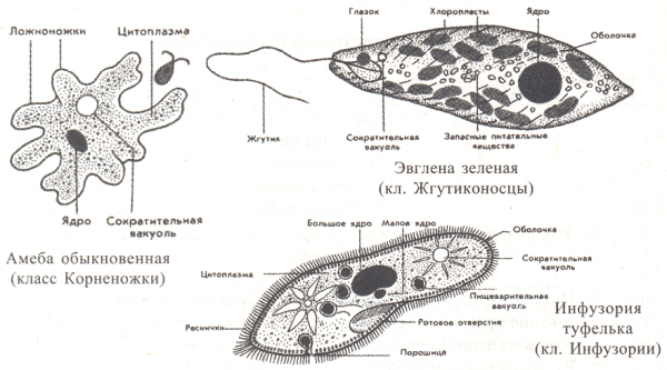 Протисты строение