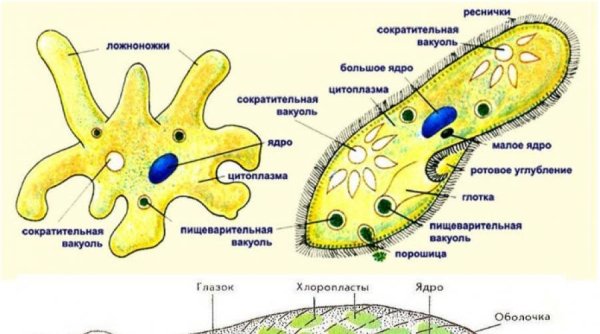 Строение простейшего амёбы