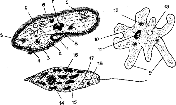 Строение простейших амеба инфузория