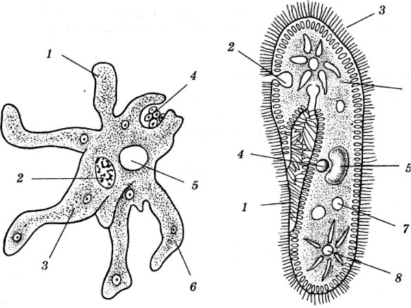 Амеба и инфузория туфелька