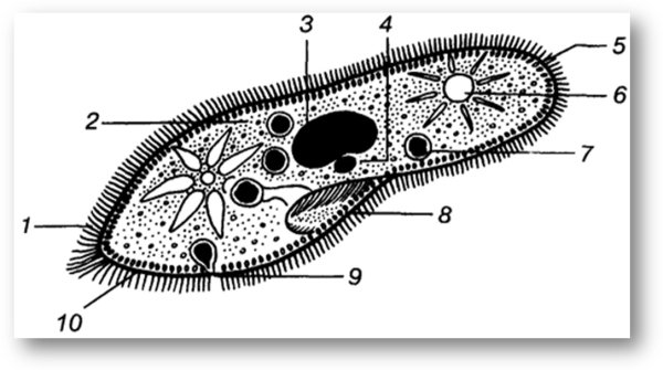 Клеточная мембрана у инфузории туфельки