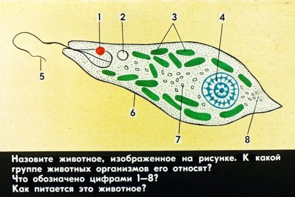 Строение амебы эвглены зеленой и инфузории туфельки