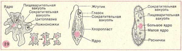 Строение инфузории туфельки 7