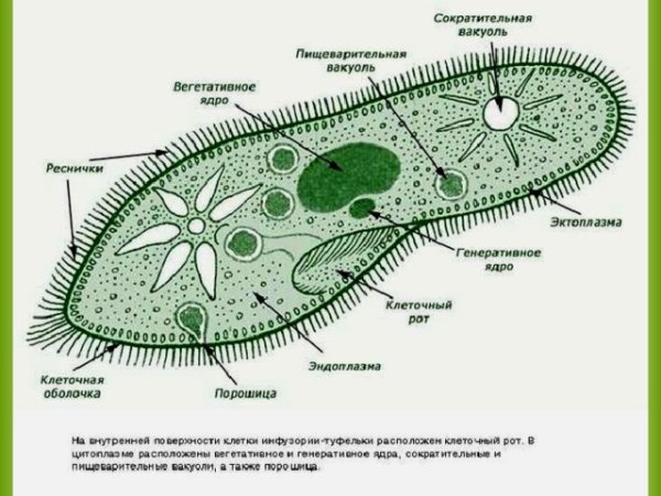 Амёба обыкновенная пищеварительная вакуоль