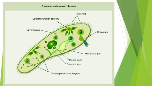 Строение инфузории туфельки