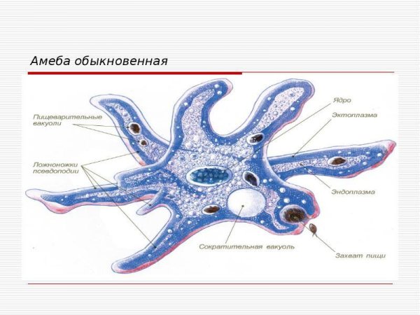 Эвглена зеленая пластиды