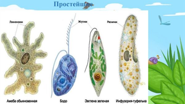 Схема строения эвглены зеленой