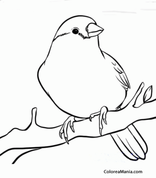 Воробей на веточке раскраска