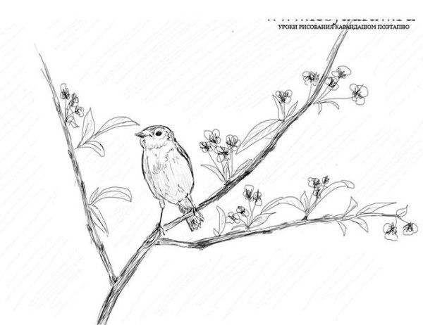 Птица на ветке рисунок карандашом