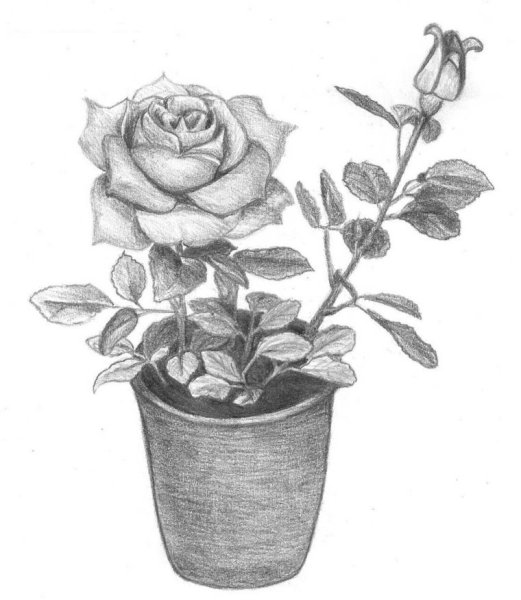 Комнатные цветы бальзамин раскраска