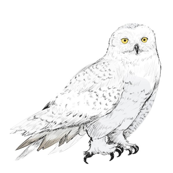 Полярная Сова раскраска для детей