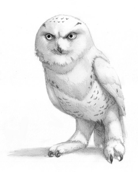 Совы Полярные