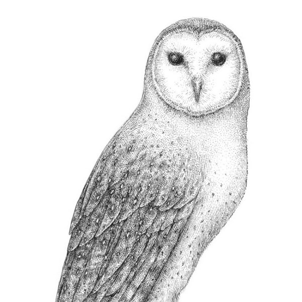 Совы Полярные