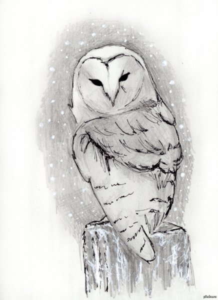 Сипуха Букля