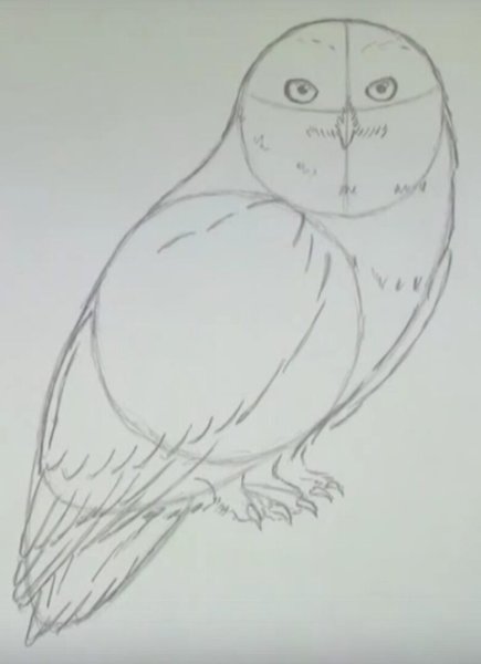 Полярная Сова для срисовки
