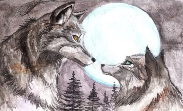 Волк и волчица рисунок карандашом