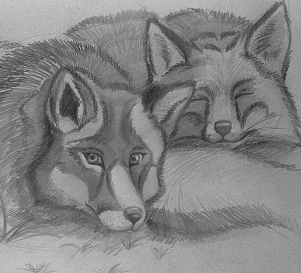 Лисички картины карандашом