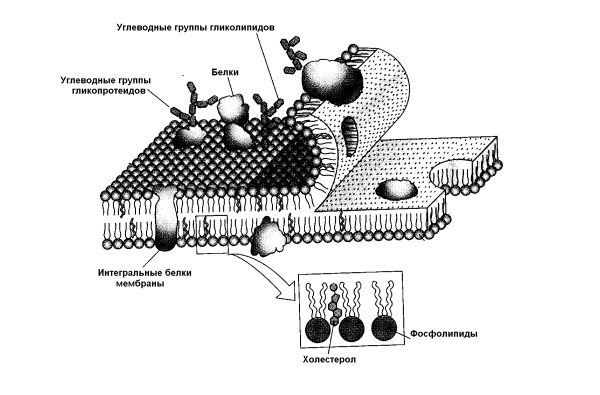 Схема плазматической мембраны клетки