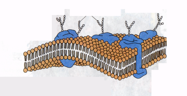 Клеточная плазматическая мембрана