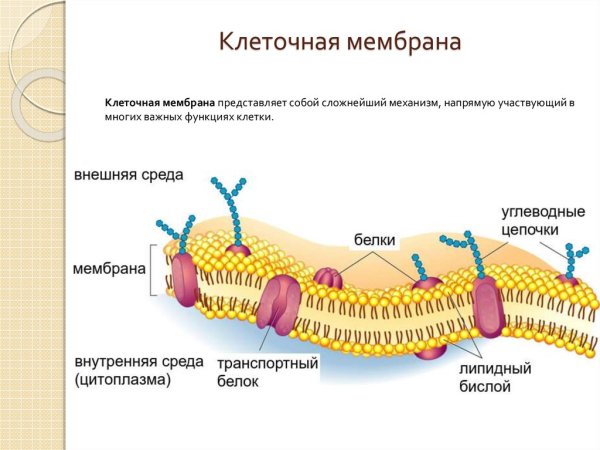 Как устроены мембраны клетки