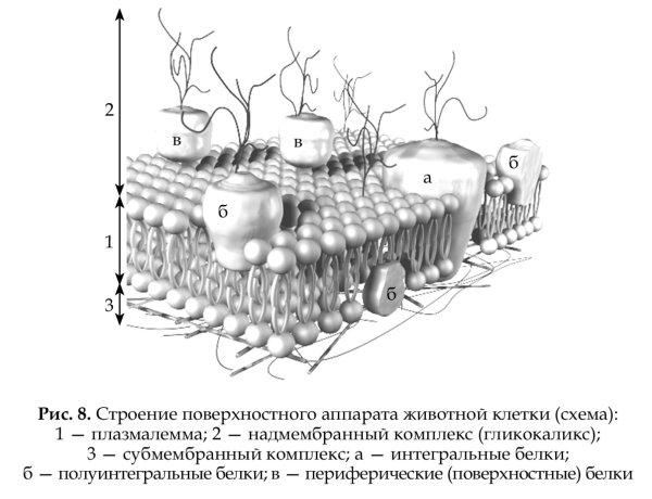 Клеточная мембрана гликокаликс