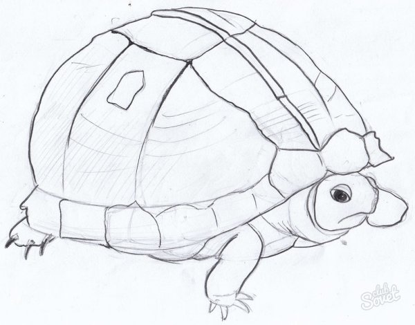 Черепаха рисунок карандашом