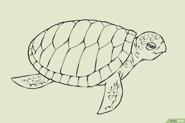 Морская черепаха рисунок