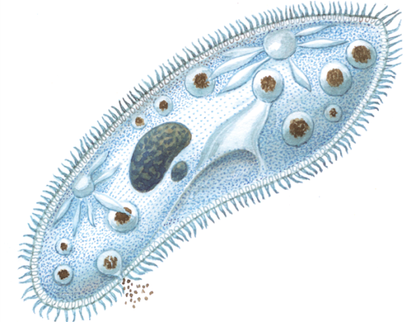 Инфузория Homalozoon