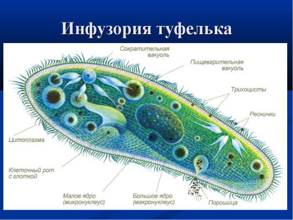 Инфузория туфелька микронуклеус