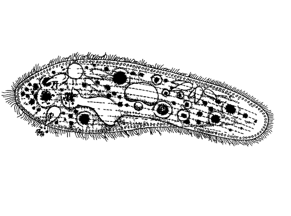ПАРАМЕЦИЯ это инфузория туфелька