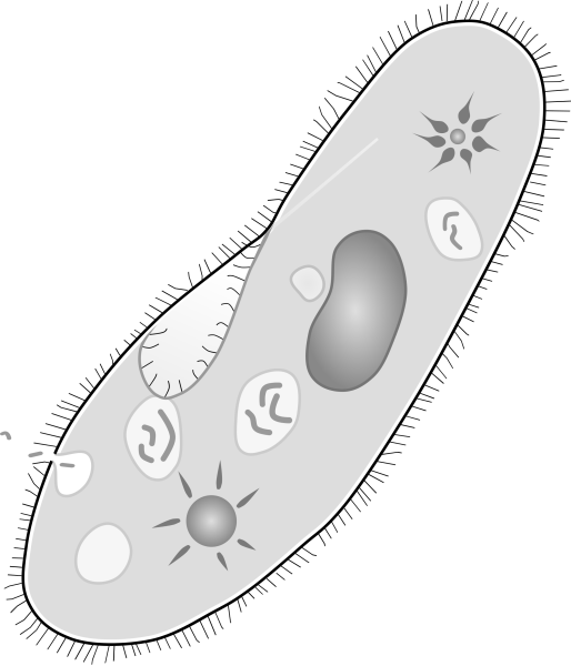 Инфузории Paramecium caudatum