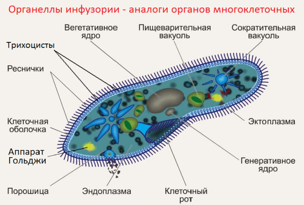 Одноклеточные инфузория туфелька