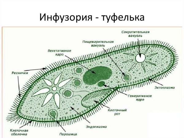 Инфузория туфелька черно белая