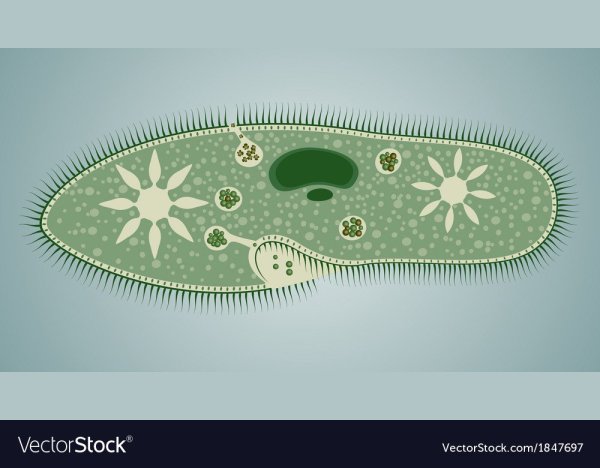 Строение клетки инфузории туфельки