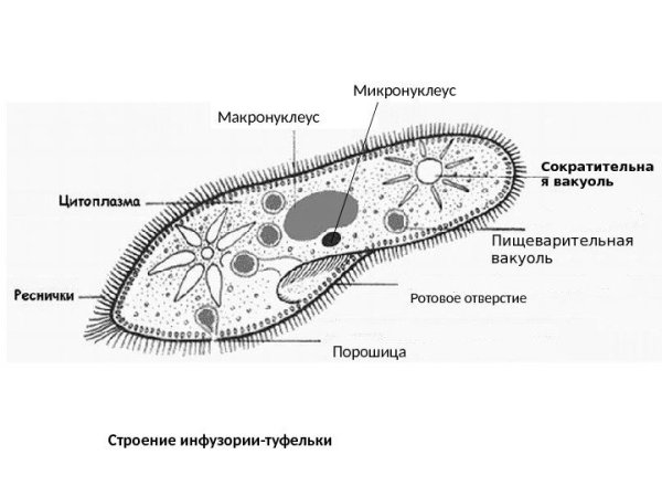 Инфузория туфелька
