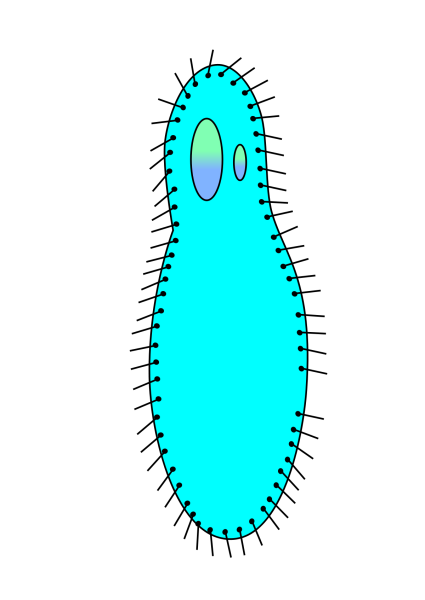 Инфузория туфелька