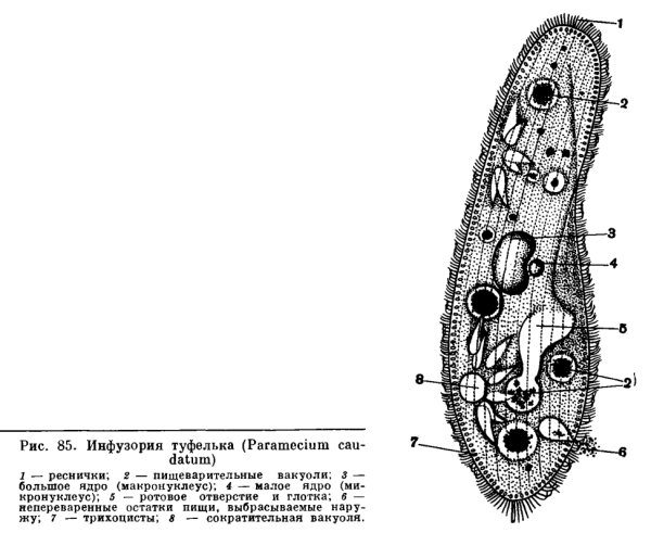 Строение инфузории туфельки