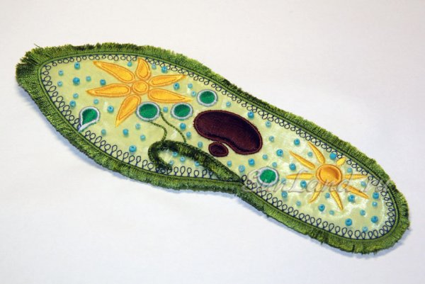 Клеточные структуры инфузории туфельки