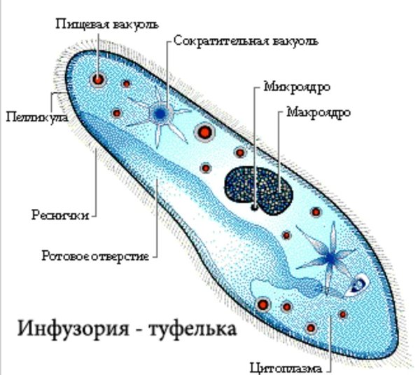 ПАРАМЕЦИЯ это инфузория туфелька